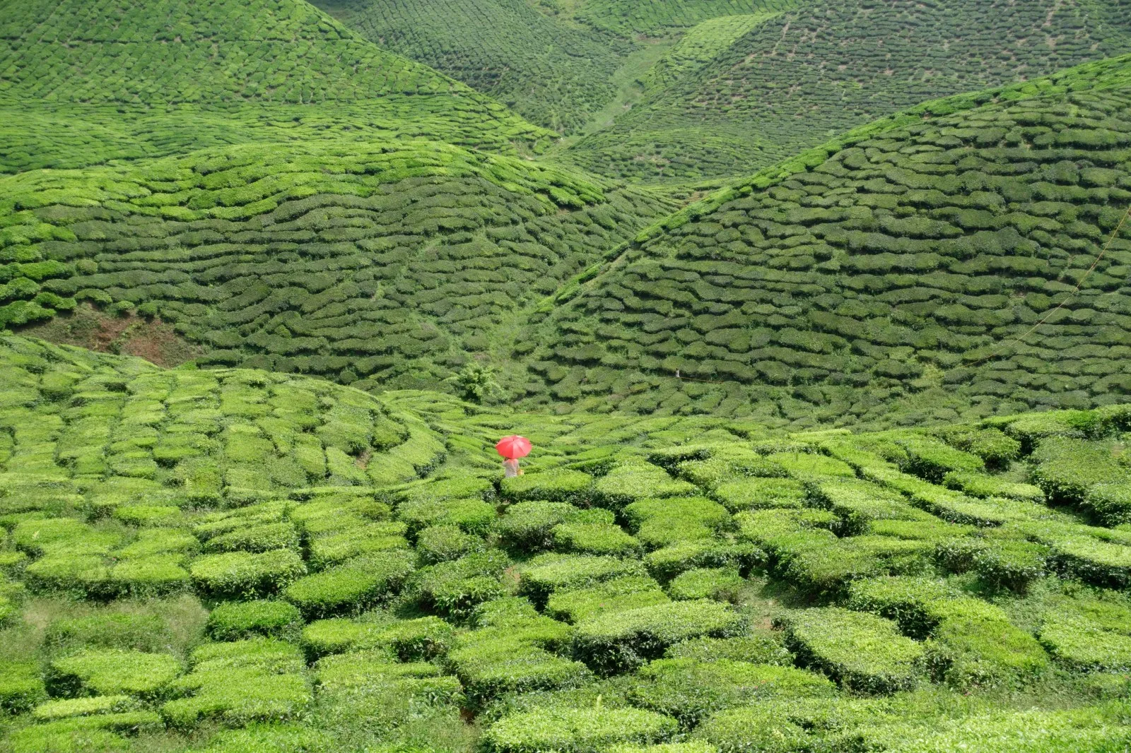 Cameron Highlands, so british