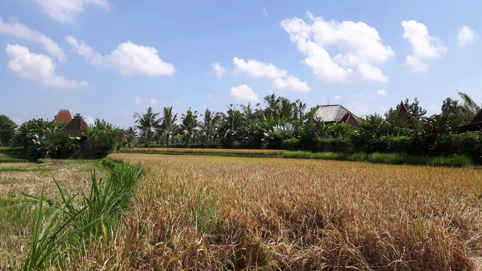Bali, de la balle !