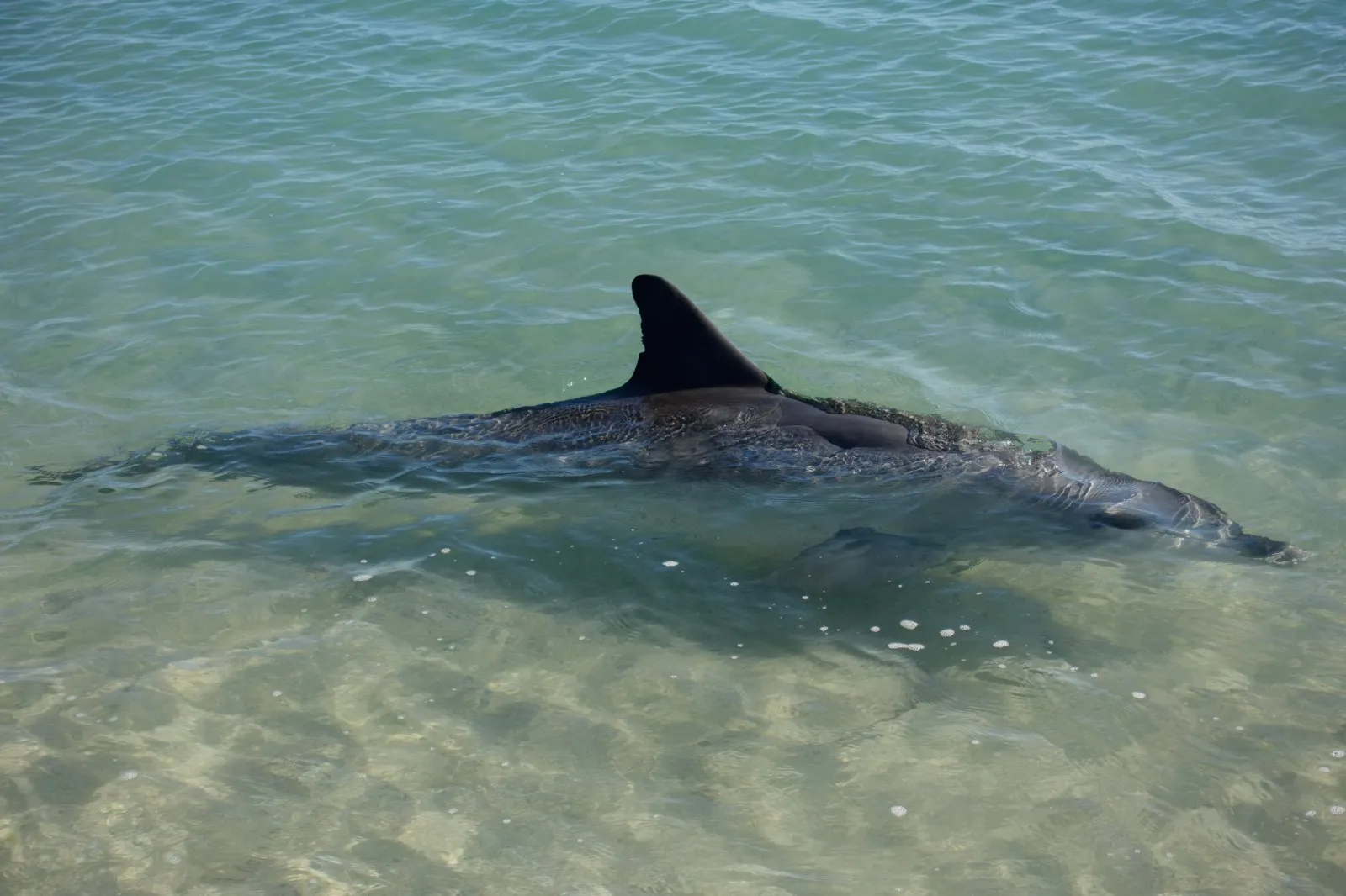 De Perth à Exmouth sur les traces des Big Five marins