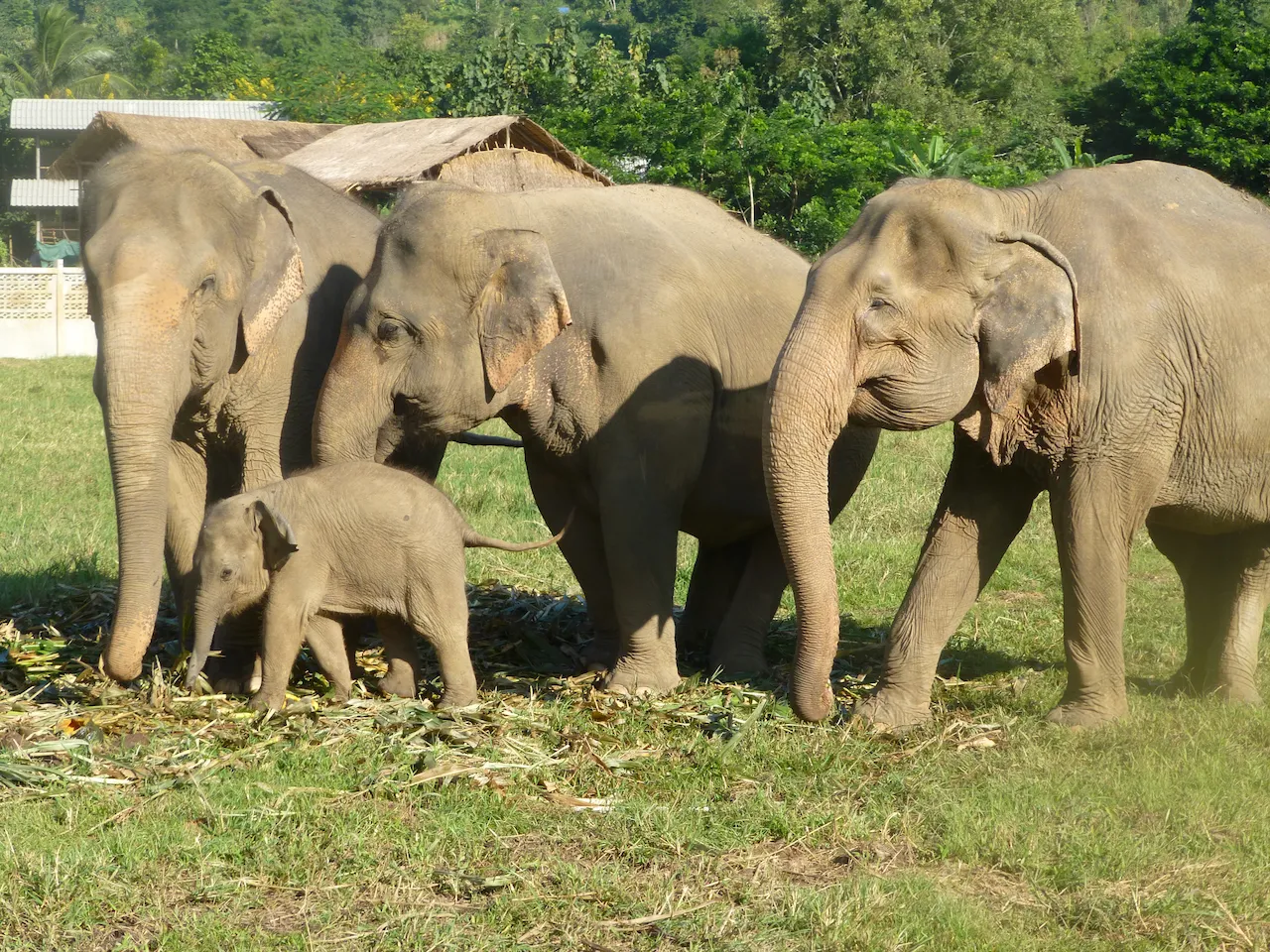 Elephant Nature Park